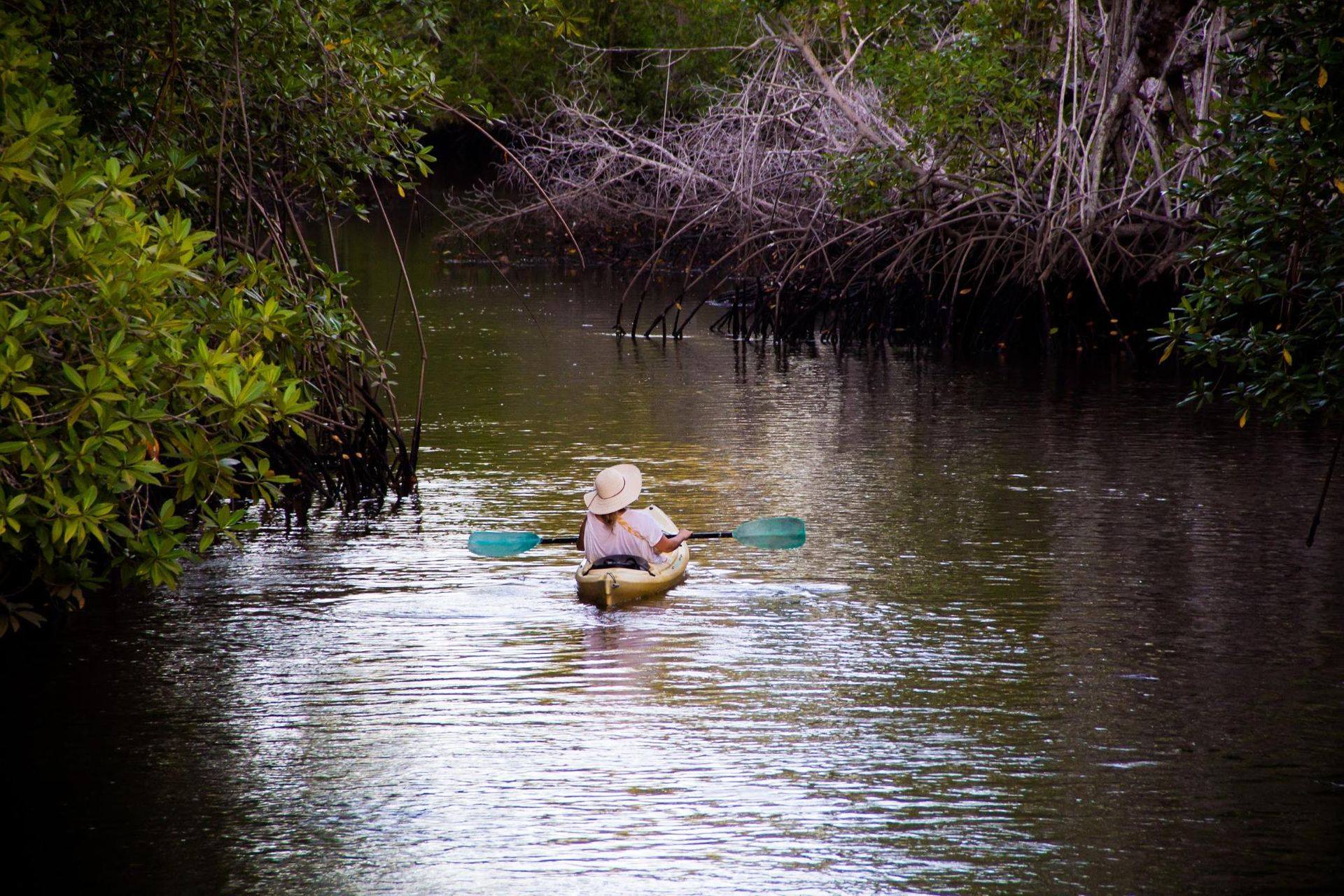 Kayak en Bosque de Mangle - imagen 3
